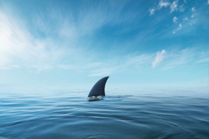 A shark fin emerging from calm ocean waters under a blue sky