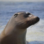 Entitled Tourist’s SHOCKING Attack Sparks Outrage California sea lion close-up in shallow water