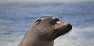 California sea lion close-up in shallow water