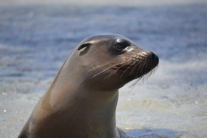California sea lion close-up in shallow water