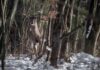 Crossbow Carnage: Man’s Shocking Deer Beheading Spree