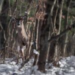 Crossbow Carnage: Man’s Shocking Deer Beheading Spree
