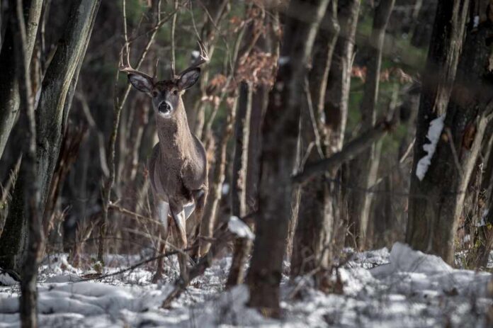 Whitetail,Buck,During,The,Rut,In,Pennsylvania