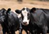 A close-up of a black and white cow in a field with other cows in the background