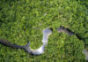 amazon forest