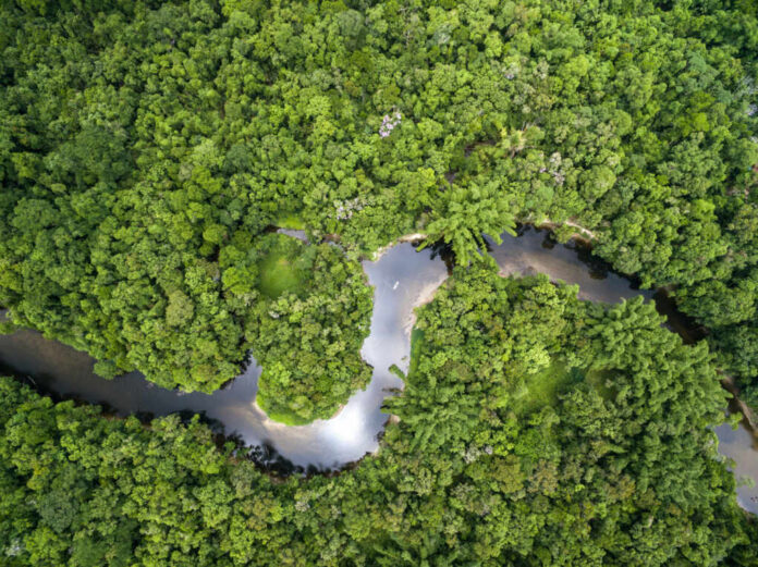amazon forest