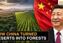Green Mirage? China’s Billion-Tree Bet Backfires China Planted 66 Billion Trees, Now Scientists Reveal These Trees Are Outgrowing Natural Forests!