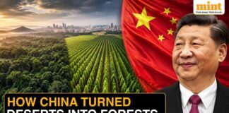 China Planted 66 Billion Trees, Now Scientists Reveal These Trees Are Outgrowing Natural Forests!