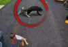 Terrifying Bear Rush—Family Dog Intervenes Faithful Husky Saves 6-Year-Old Boy From Charging Black Bear