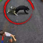 Terrifying Bear Rush—Family Dog Intervenes Faithful Husky Saves 6-Year-Old Boy From Charging Black Bear