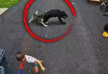 Terrifying Bear Rush—Family Dog Intervenes Faithful Husky Saves 6-Year-Old Boy From Charging Black Bear