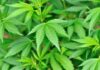 Teen Weed Slows Brains, Massive Study Finds Close-up of vibrant green cannabis leaves