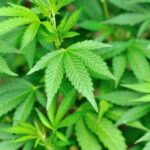 Teen Weed Slows Brains, Massive Study Finds Close-up of vibrant green cannabis leaves