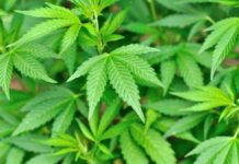 Close-up of vibrant green cannabis leaves