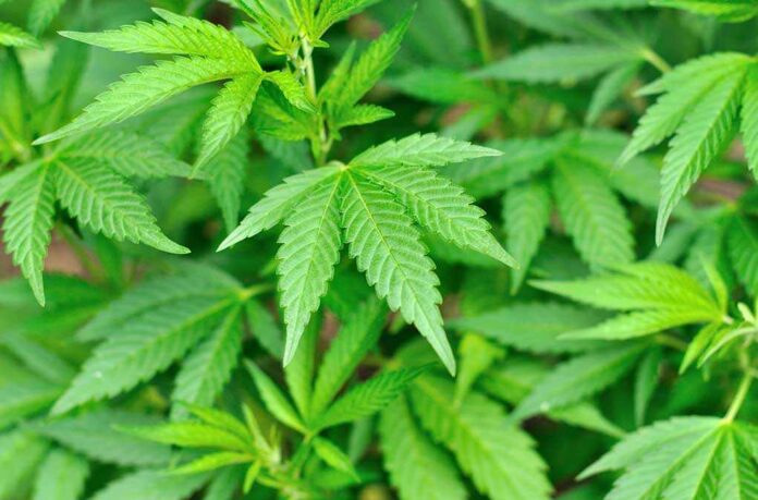 Marijuana Close-up of vibrant green cannabis leaves