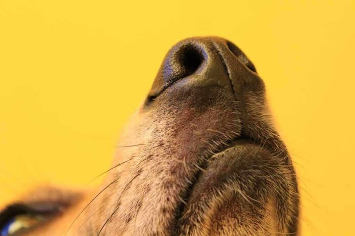 shutterstock_1717979098 dog nose close-up on yellow background