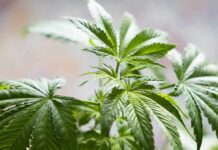 Hemp Farm Fight – Court Smacks ‘Police Power’ Free Pass Cannabis plant leaves in close-up