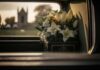 Canada’s Chilling MAID Loophole? flower arrangement in a hearse window